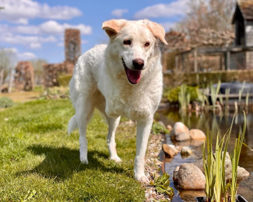 Three-legged dog standing on grass