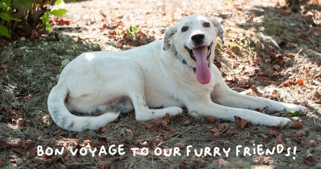 dog lying, with text 'bon voyage to our furry friends'