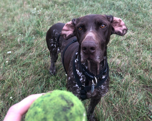 Dog staring at tennis ball