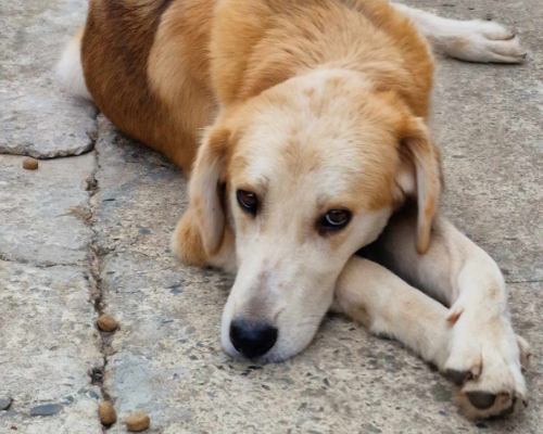 A dog lying and looking at the camera