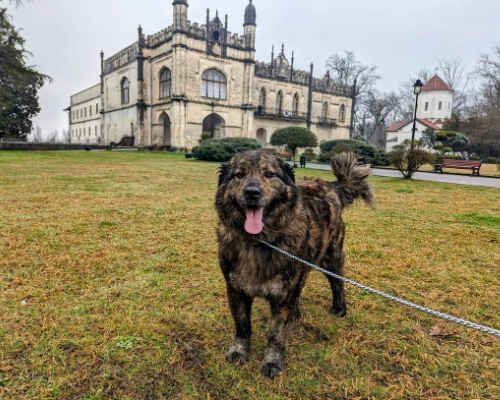 dog standing in front of a castle