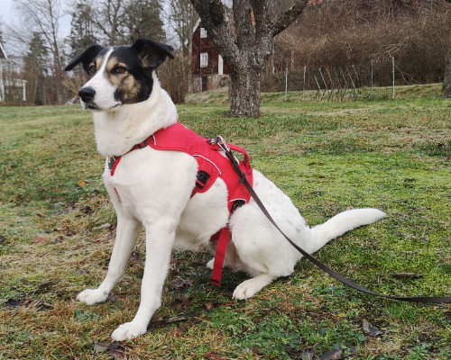 White dog sitting with red harness