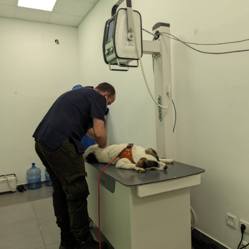 A dog being examined by a vet