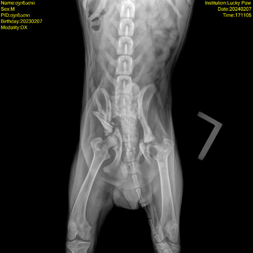 A dog's xray showing a broken leg