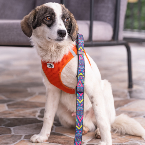 Dog with orange harness