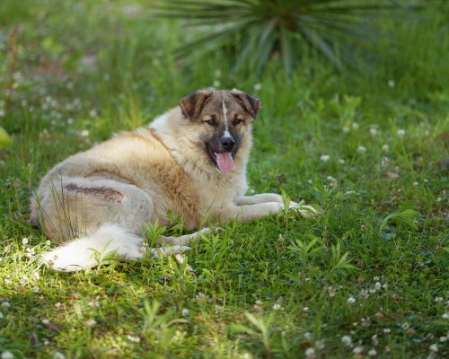 A large dog lying in grass