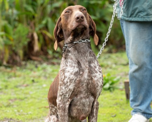 A brown dog wtih white spots, sitting