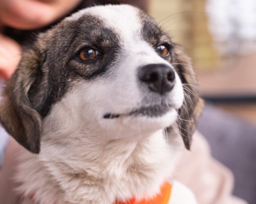 A dog with an orange collar